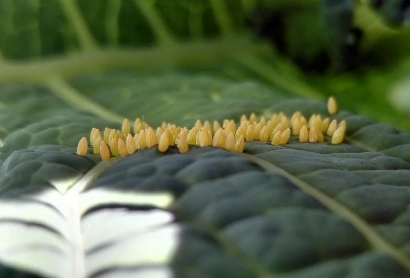 Uova da id - Pieris brassicae, Pieridae